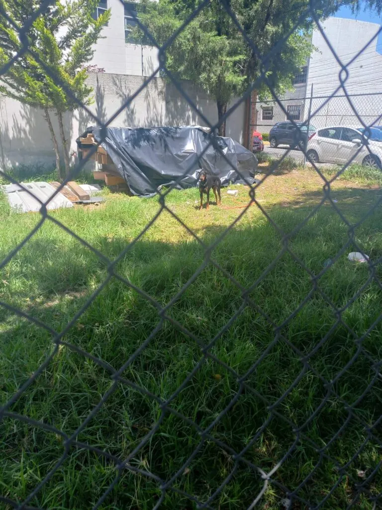 Denuncian presunto abandono de perritos en Pachuca