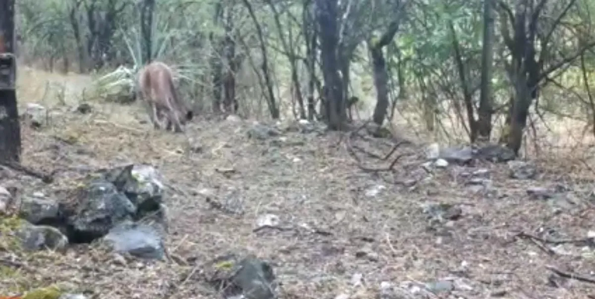 El puma sigue rondando por Actopan