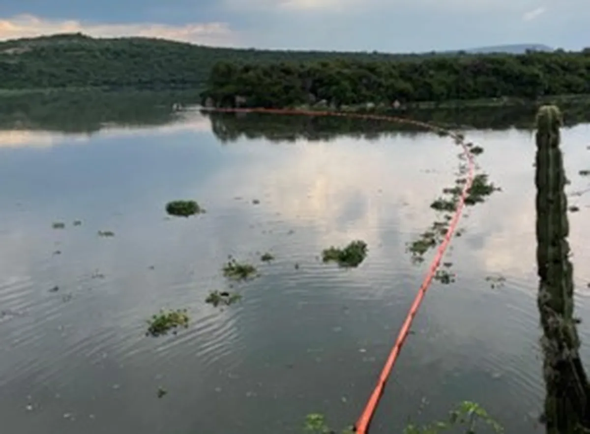 Avanza limpieza en la presa Endhó; más del 50% libre de lirio acuático