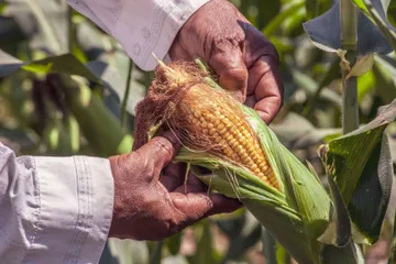Campo en Hidalgo: apenas 2% de cultivos utilizó seguro anti perdidas