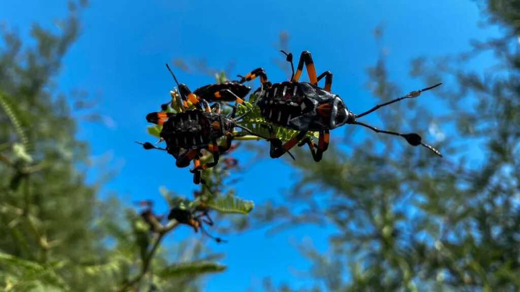 La Ruta de los Insectos: platillo ancestral de Hidalgo brilla en el canal El Gourmet