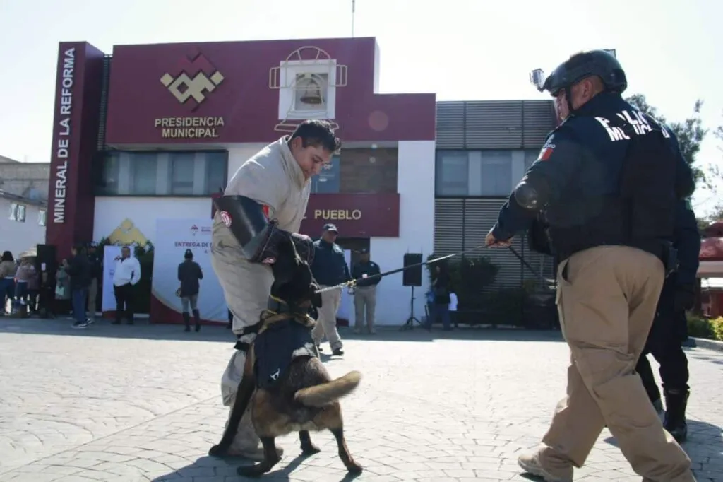 Unidad Canina K9 de Mineral de la Reforma se consolida como referente en seguridad y búsqueda en Hidalgo