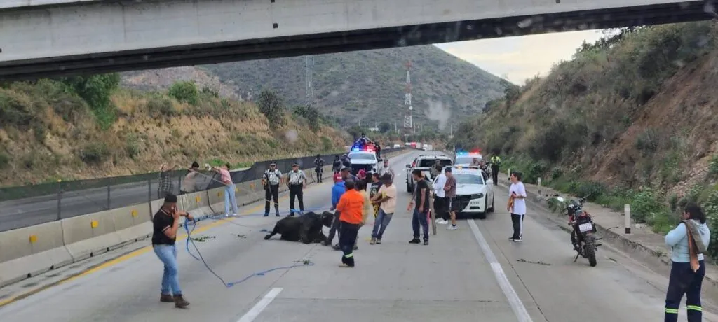 ¡Carne asada! Tráiler con ganado se incendia en el Arco Norte; animales murieron calcinados