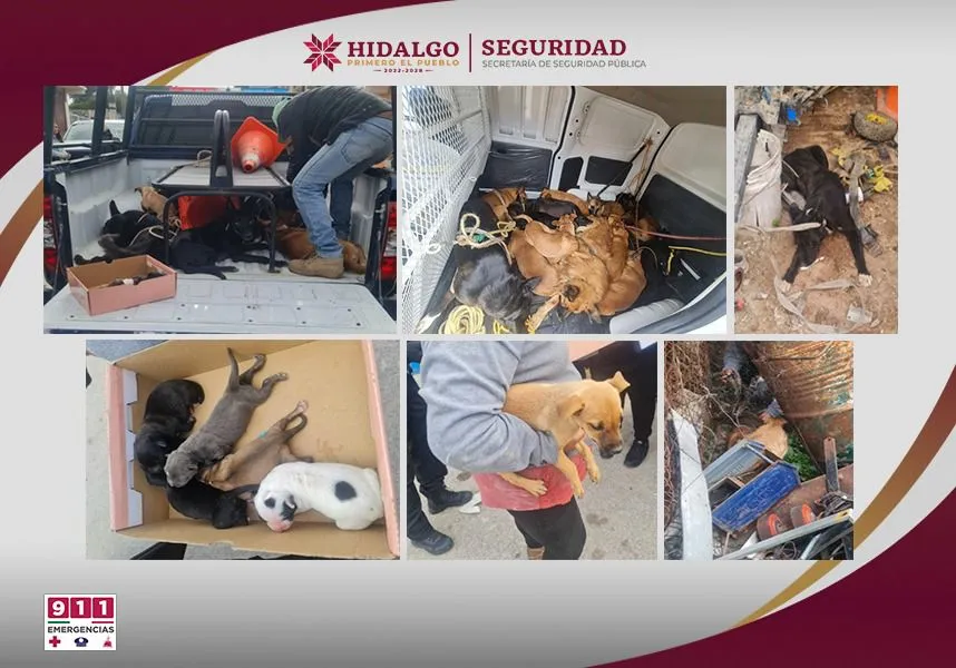 ¡Rescatan 29 perritos en condiciones críticas! Así fue su liberación