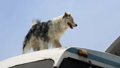 Tu mascota también cuenta: prepárate para el simulacro con estas claves