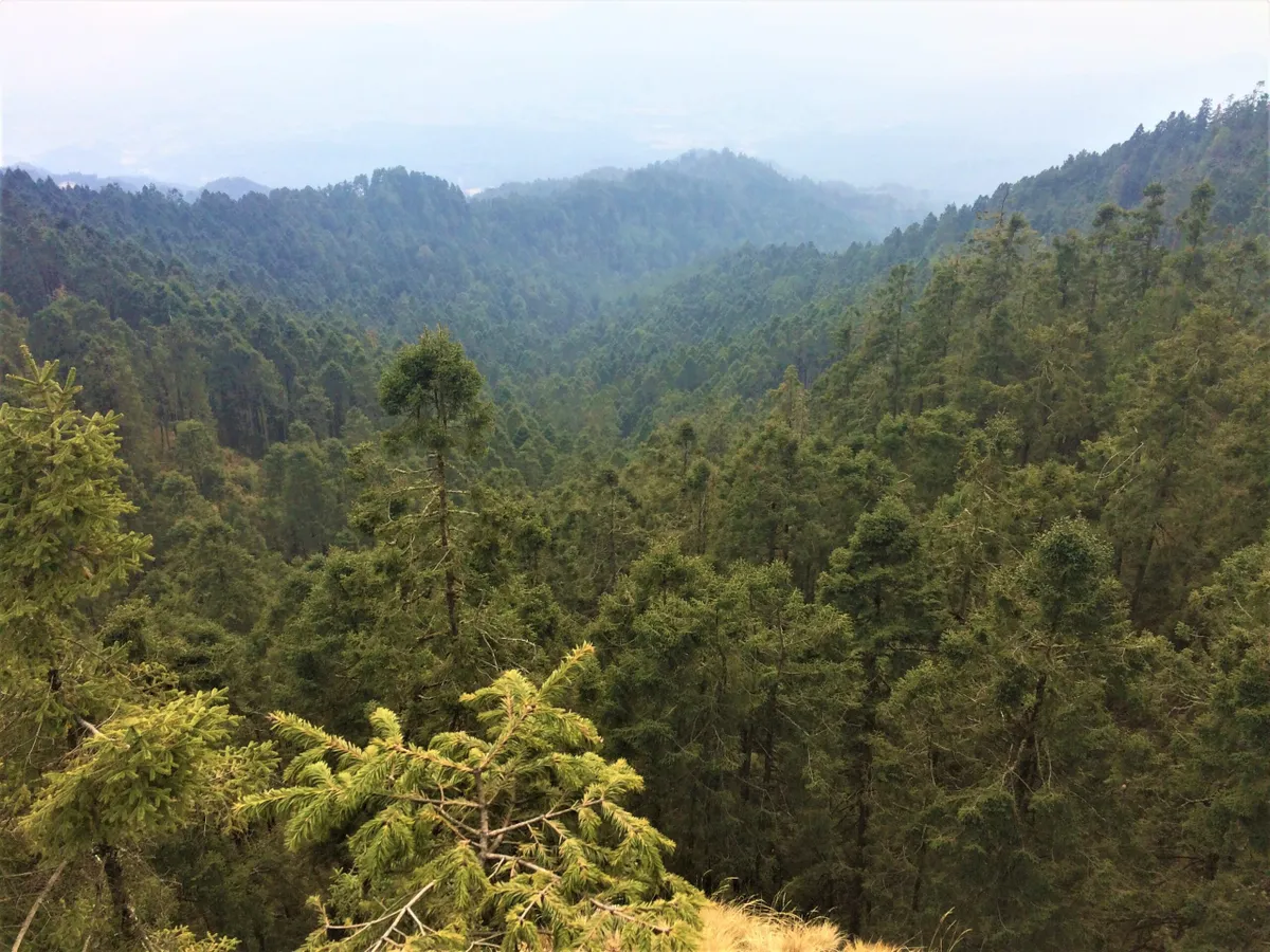 Desaparecerán bosques de oyamel por cambio climático