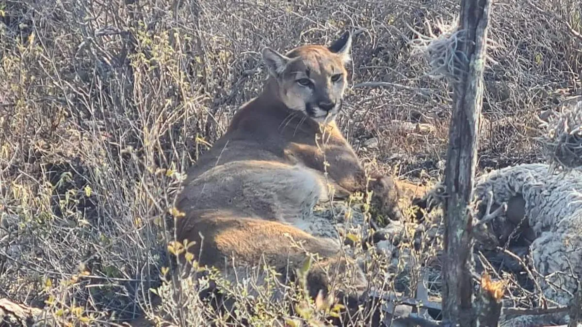 Capturan a puma en Ixmiquilpan