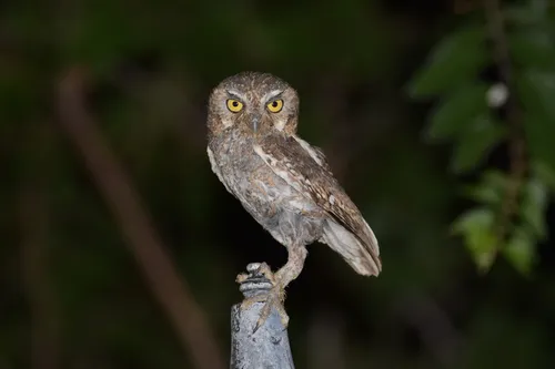 En Hidalgo habitan 68 especies en peligro de extinción