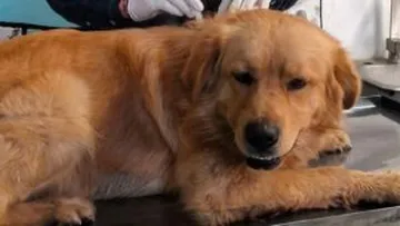 detienen vacunación animal ilicita en Tizayuca