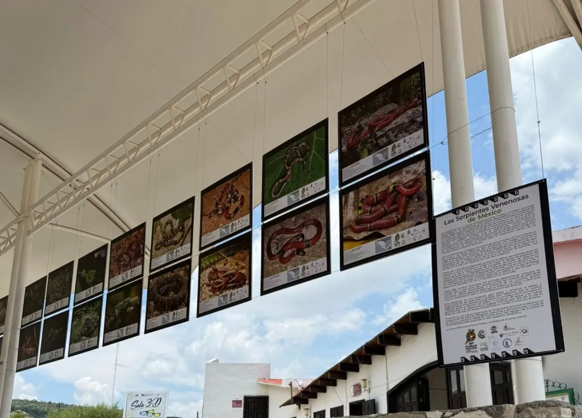 ¿Te atreverías a conocer serpientes de cerca? Hay un evento para eso en Pachuca