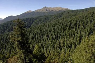 Alerta roja: plagas arrasan con el 10% de los bosques de pino y oyamel en México