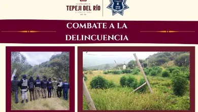 Decomisan plantio de mariguana en Tepeji del Río