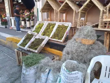 Heno y musgo: por qué ya no usarlo en el nacimiento