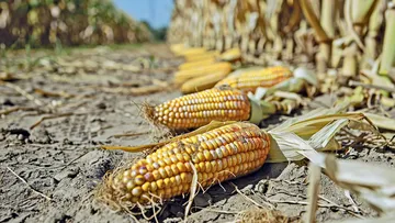 ¡Alerta en cultivos de maíz de Hidalgo! Vigilan cuatro plagas que pueden dañar la producción