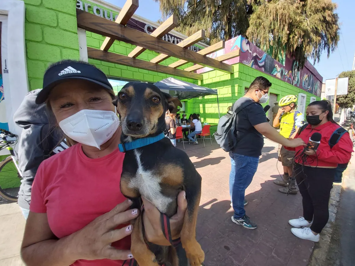 En 911 no atienden denuncias de maltrato animal: activistas