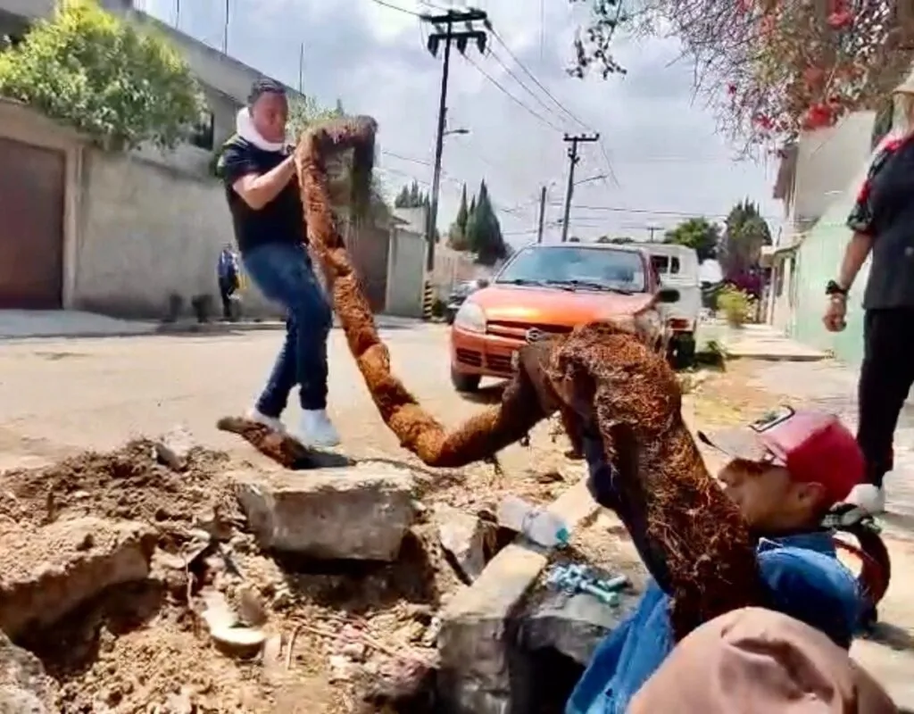 Descubren enorme raíz que bloqueaba red de agua potable en Ecatepec, Edomex