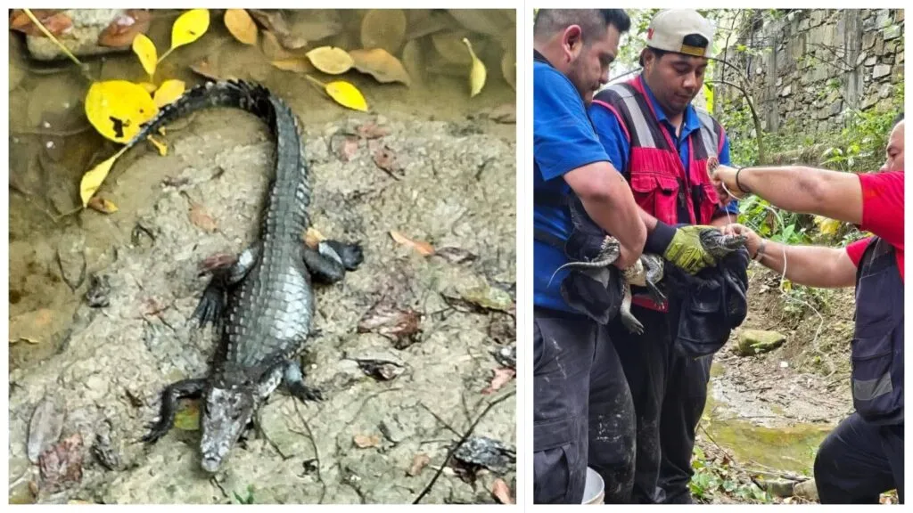 ¡Cuidado por donde caminas! Capturan cocodrilo en colonia de Hidalgo