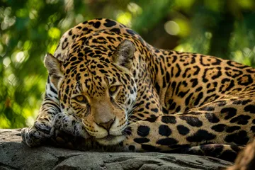 Taller de convivencia con fauna silvestre en comunidad rural de Hidalgo.