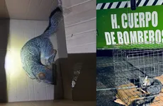 Zorro gris rescatado