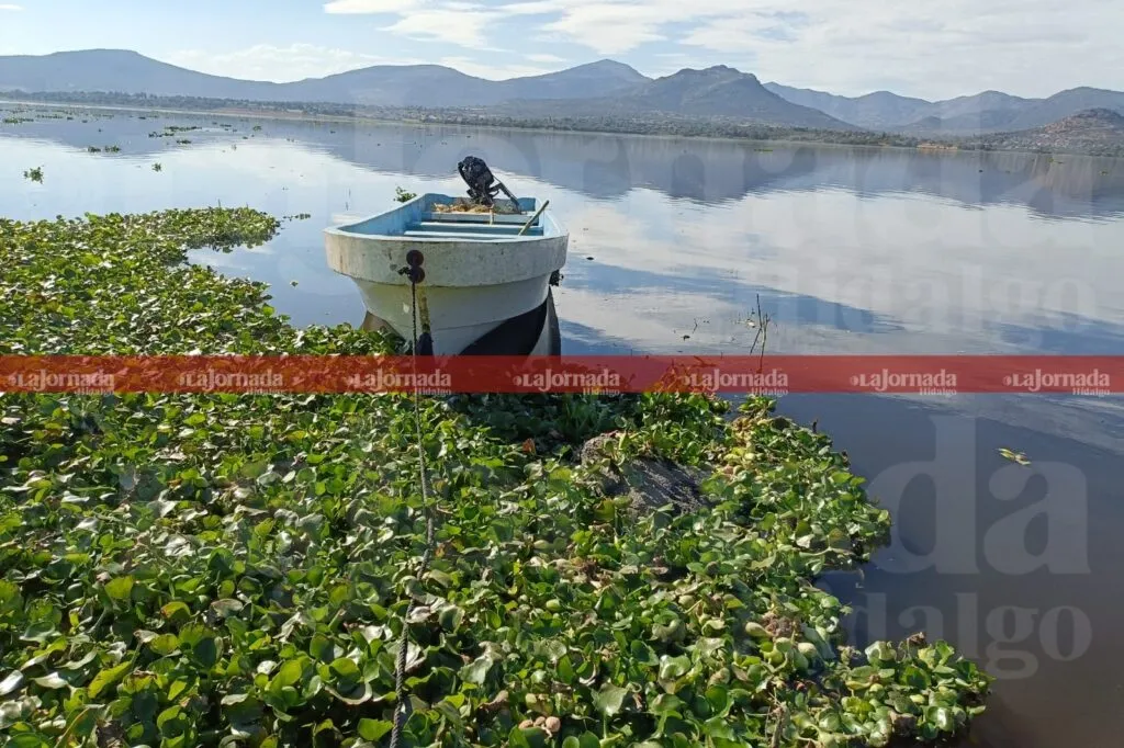 Vivir bajo el asedio del mosco Culex: el martirio diario de los vecinos de la presa Endhó