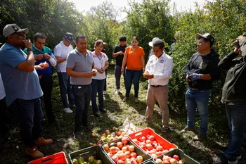 Productores de granada del Valle del Mezquital buscan vender directo a Pascual Boing