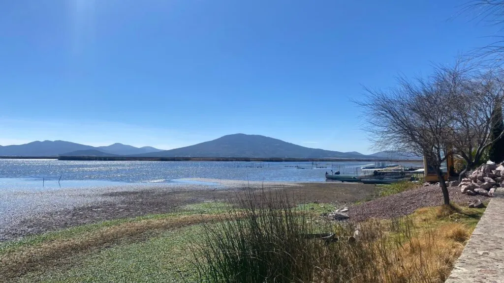 Ancas de rana en Tepeapulco buscan regresar al centro de la mesa