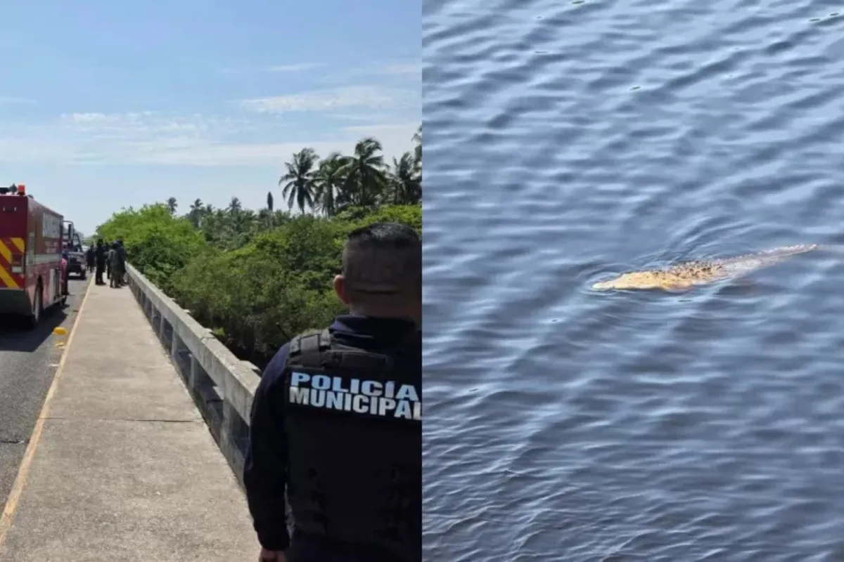 Cocodrilos atacan a niño en río de Michoacán; lo buscan entre lanchas y drones