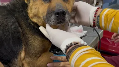 Rayito perrita rescatada en Mineral de la Reforma