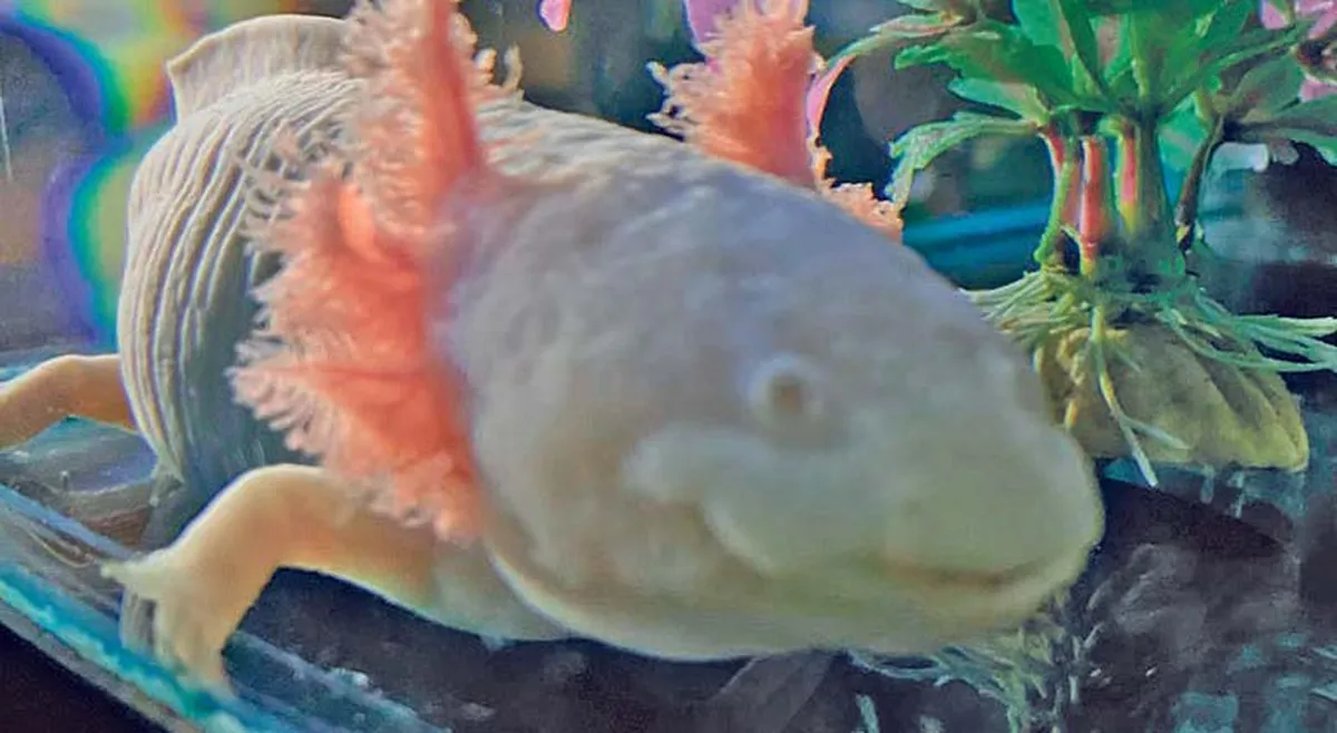 Ajolote, emblema en peligro de extinsión