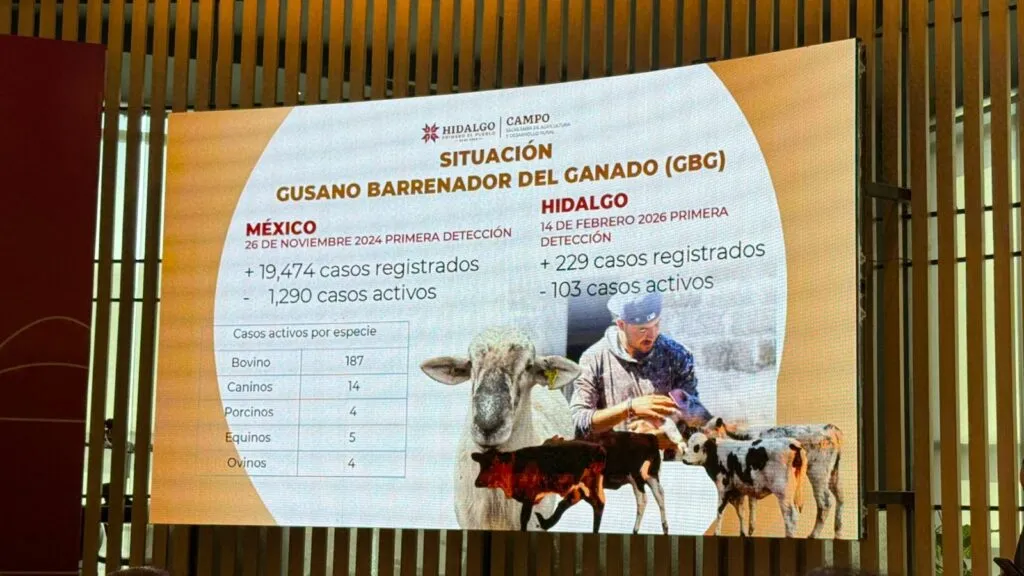 Hidalgo registra 229 casos de gusano barrenador; más de 100 siguen activos