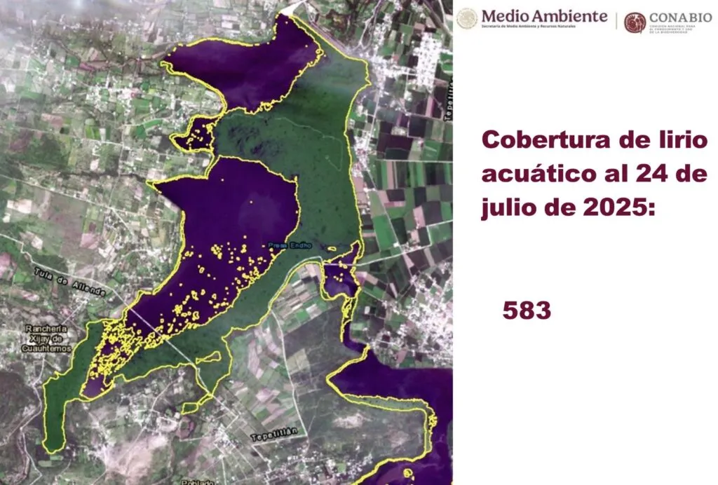 Crecimiento del lirio acuático en presa Endhó preocupa a autoridades ambientales