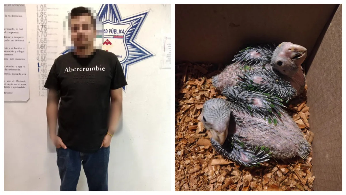 Detienen a sujeto por vender aves protegidas: las ofrecía en plena calle en Mineral de la Reforma