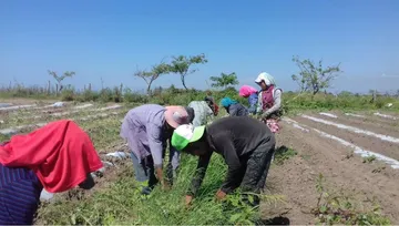 Rescatan a 42 indígenas de abusos en campo agrícola en Sinaloa