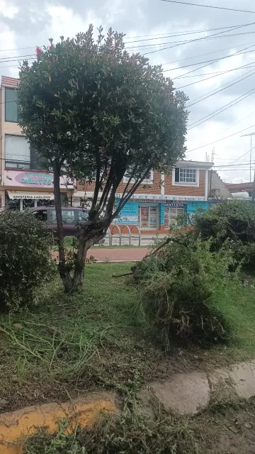Denuncian ecocidio en Cuautepec