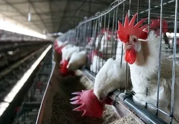 Detectan en México el primer caso humano de gripe aviar A/H5N1