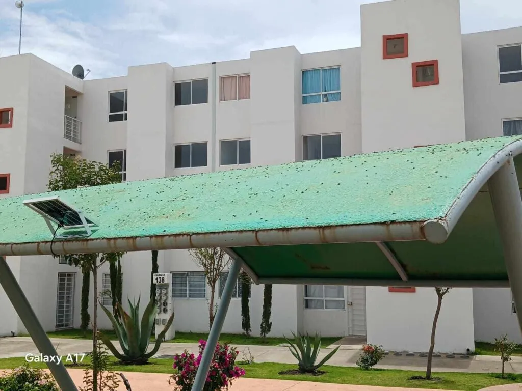¡Vecinos ya no saben cómo contener la plaga! Moscas invaden viviendas en Tizayuca