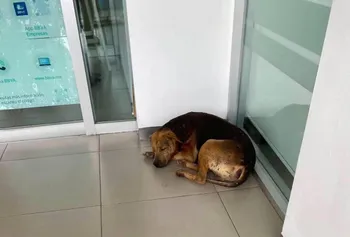 Envenenamiento de perros en Tlaxcoapan