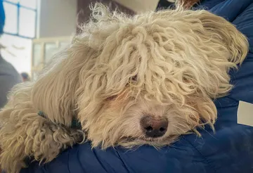 Esterilizan a más de 2 mil mascotas y aplican 2,500 vacunas antirrábicas en Pachuca