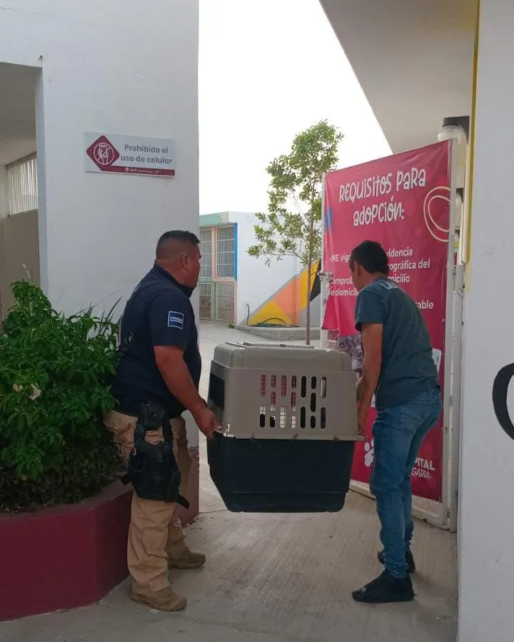 Rescatan a perro con agresión física en Mineral de la Reforma
