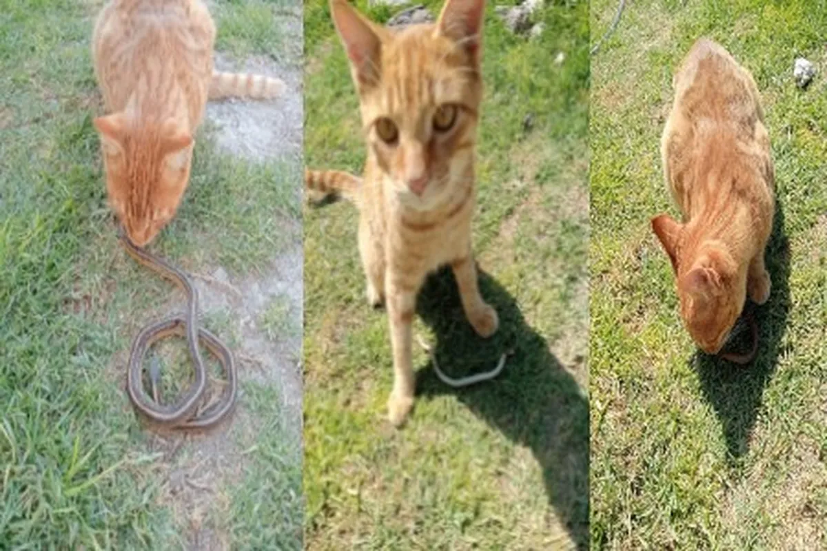 Gato salva a niño de ataque de viboras en Tlaxcoapan