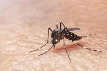 Casos de dengue en Hidalgo