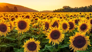 Girasoles