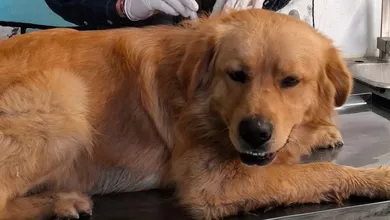 Perrito rescatado recibiendo atención médica