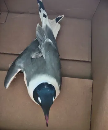 Gaviota migratoria herida es rescatada en Tlaxcoapan