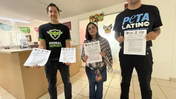 Organizaciones animalistas denuncian corridas de toros en Hidalgo.
