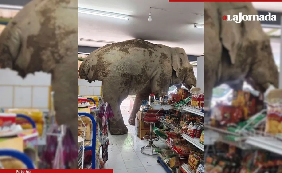 Elefante salvaje hambriento “asalta” tienda de comestibles en Tailandia