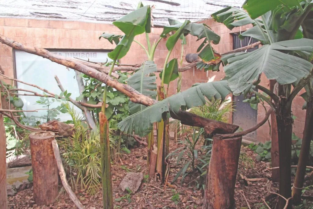 Diez años cuidando la vida silvestre: así trabaja la Unidad de Rehabilitación de Pachuca