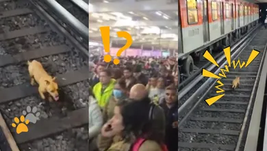 Un perrito causa caos en Línea 2 del Metro CDMX al ingresar a las vías y provocar retrasos masivos que saturaron estaciones como Hidalgo.