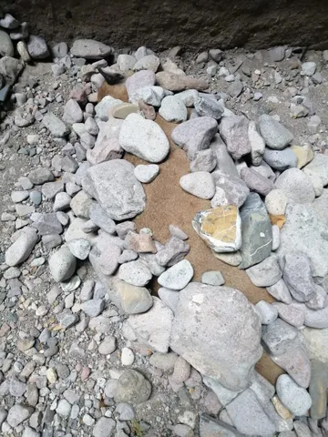 VIDEO| Encuentran puma muerto en Tasquillo