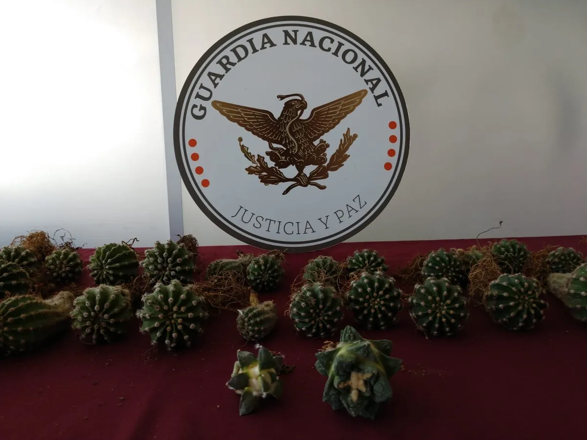 Guardia Nacional decomisa 60 cactáceas en peligro de extinción